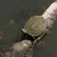 William Surber avatar image