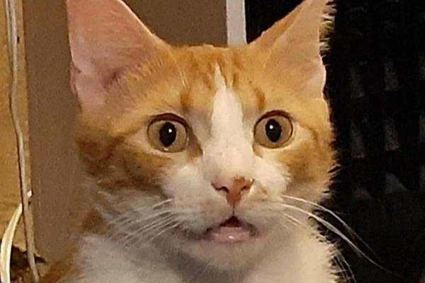 Lee Garfield, photo 1