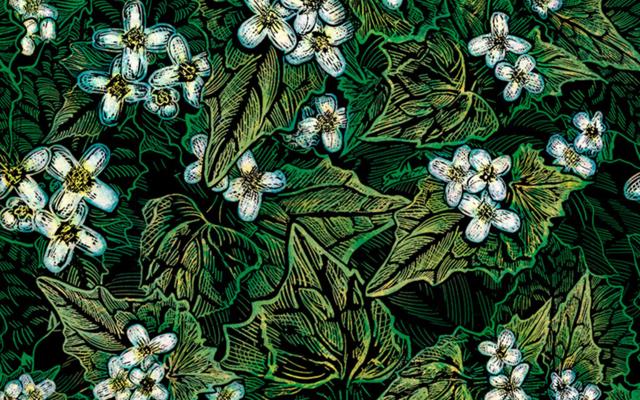 Flora Calabrese, photo 2