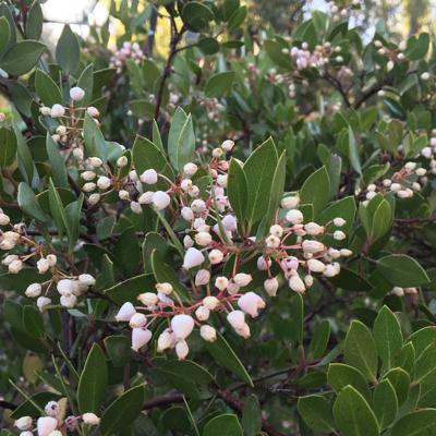 Arvin Pirness, photo 1