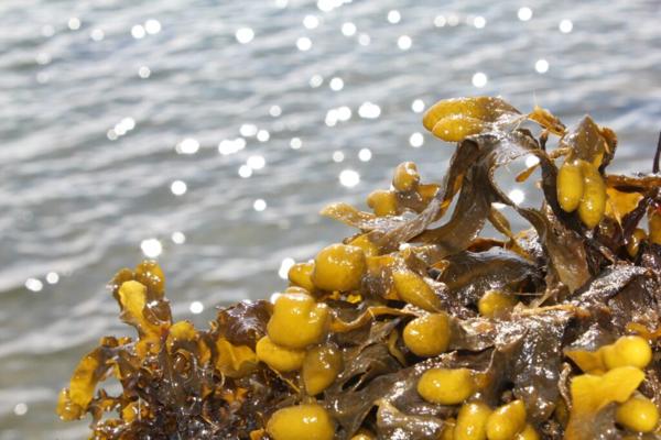 Mikael Westerlund, photo 1