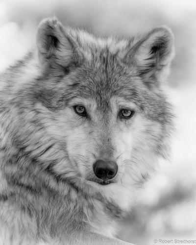 Rob Streithorst, photo 2