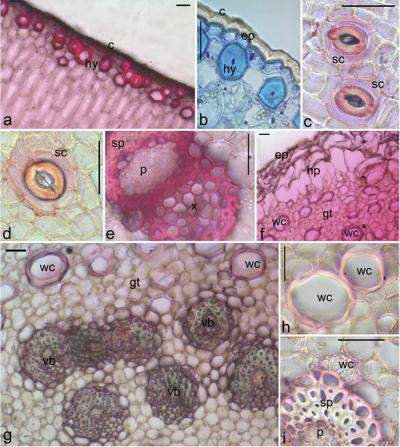 Vanda Oliveira, photo 1