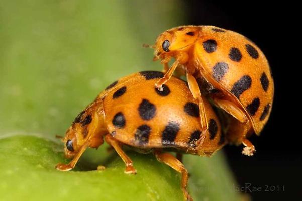 Wiktor Plaga, photo 1