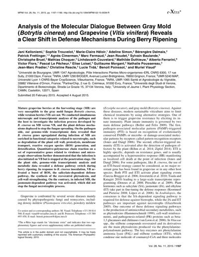 Jani Kelloniemi, photo 2