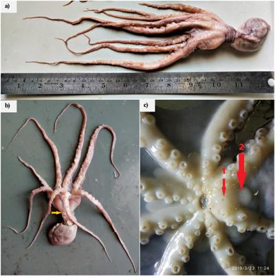 Pragash Uthayakumar, photo 1