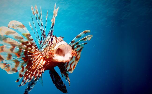 Yuri Drexel, photo 1