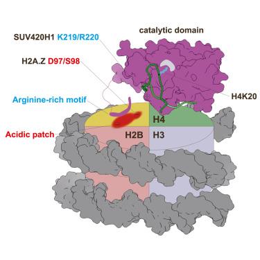 Simon Hagene, photo 1