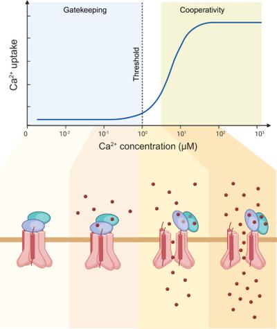 Ryan Corricelli, photo 1