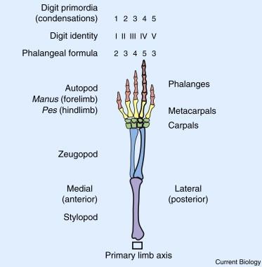 Digit Evolution, photo 1