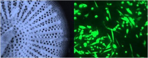 Michel Darius, photo 2