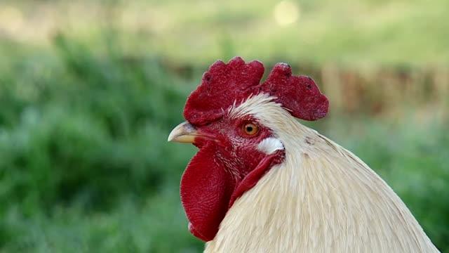 Robert Lehmann, photo 2