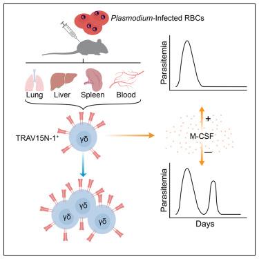 David Chervitz, photo 1