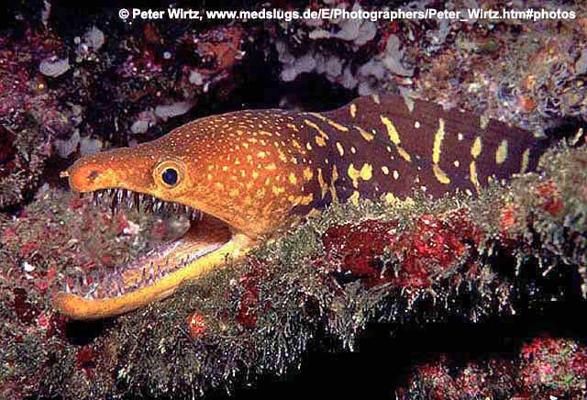 Logan Moray, photo 1
