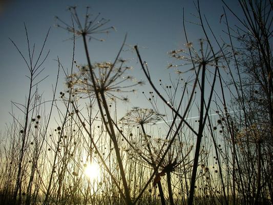 André Schopman, photo 2