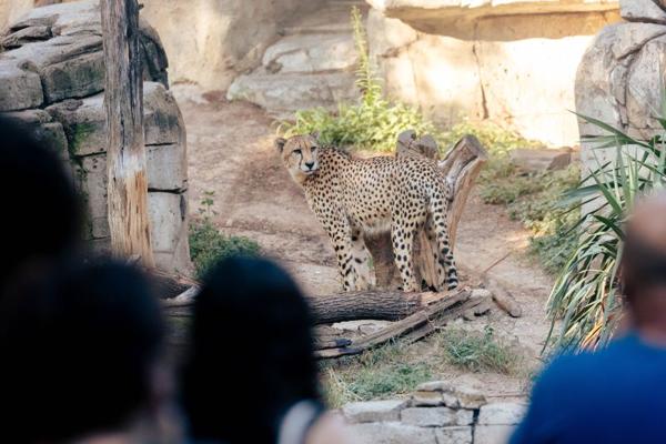 Donny Shubert, photo 1