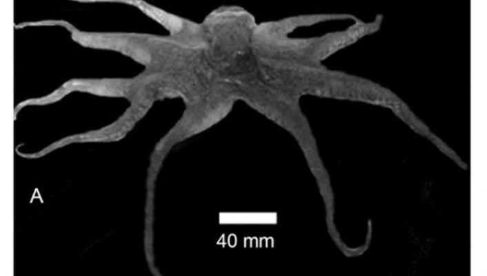 Sabiha Huseyin, photo 1