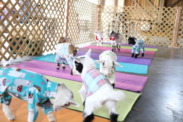 Max Knudsen, photo 1