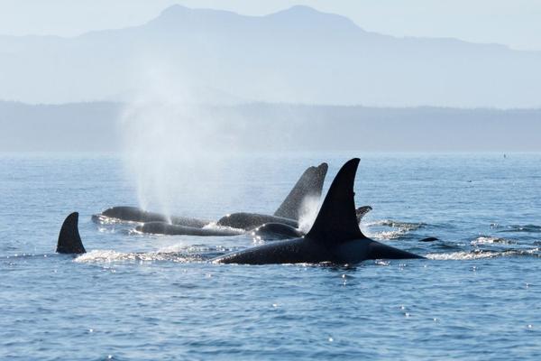 Gordon Rees, photo 2