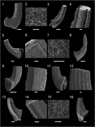 Pratomo Ardianto, photo 1