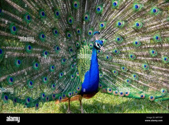 Ali Peacock, photo 1