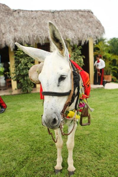 Krista Burdinie, photo 2