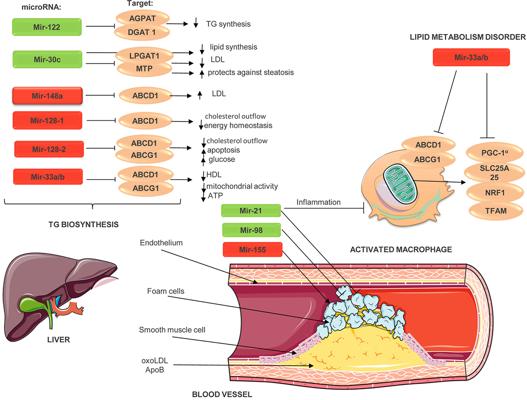 Daniel Cetin, photo 1