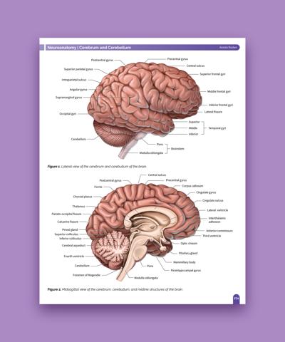 Avesta Rastan, photo 2
