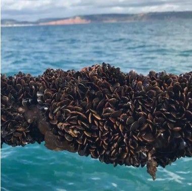 Archie Mason, photo 1