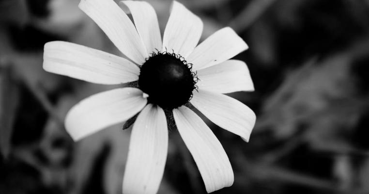 Alexa Lazerow, photo 1