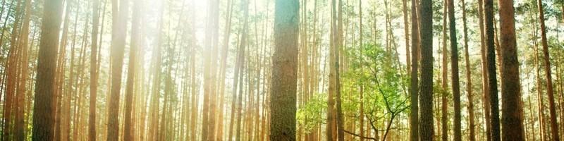 Tony Suparman, photo 2