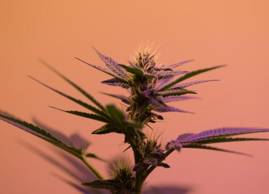 Erica Berger, photo 2