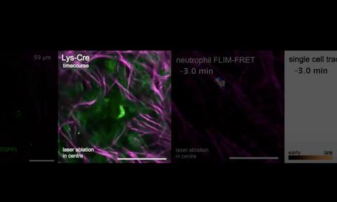 Cecilia Chambers, photo 1