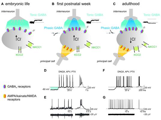 Matthew Gaba, photo 1