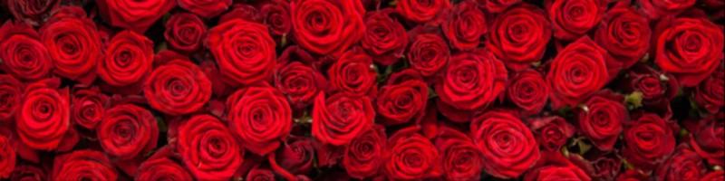 Jill Arnold, photo 2