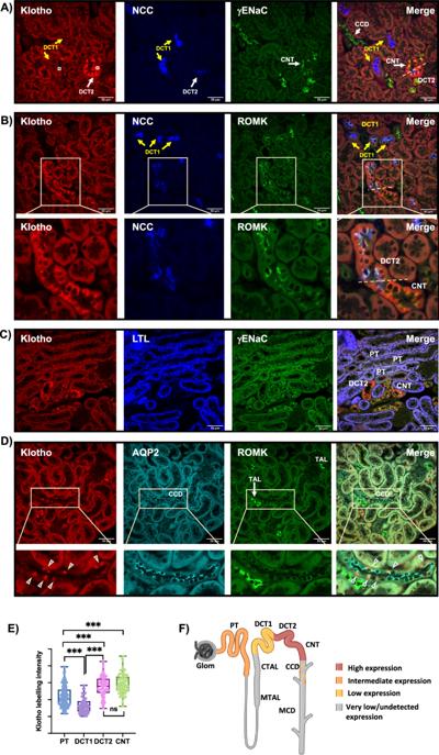 Uri Levanon 🔜 Gamescom Cologne, photo 1