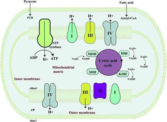 Thatcher Hoyt, photo 2