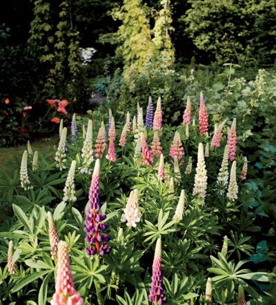 Dries Vanstappen, photo 1