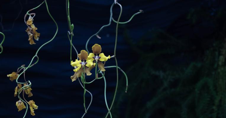 Guy Plumbly, photo 2