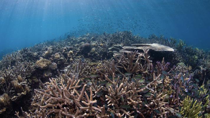 Richard Vevers, photo 2