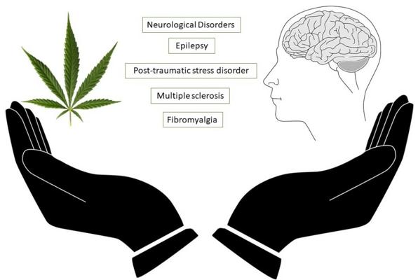 Drew Quevedo, photo 2