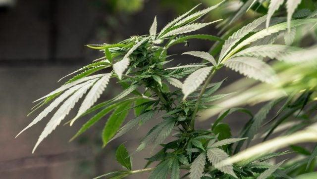 James Cawley, photo 2