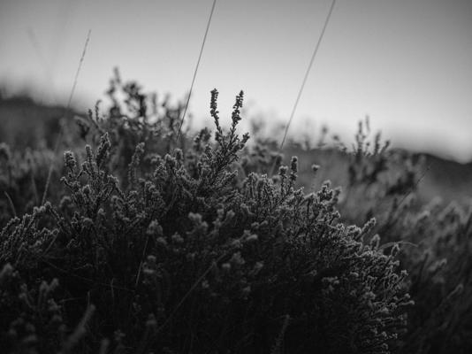 Timothy Willard, photo 1