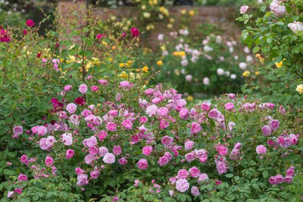 Rose Harlow, photo 2