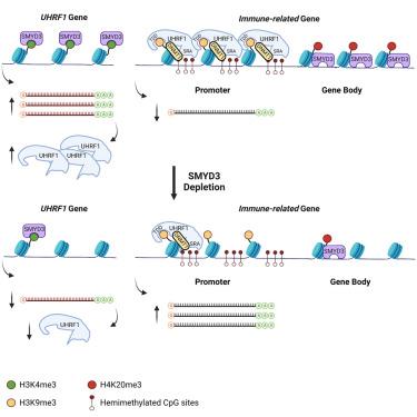 Daniel Houssein, photo 1