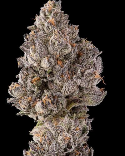 Emanuel Tello, photo 2