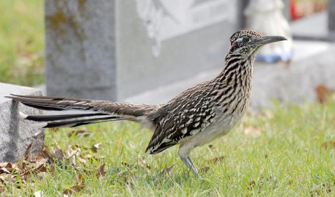 Alfred Junco, photo 1