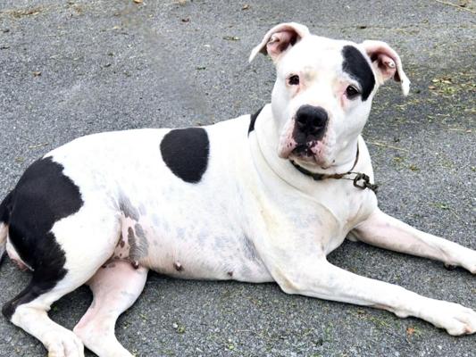 Michael Jamieson, photo 2