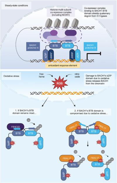 Bennett Sultan, photo 1