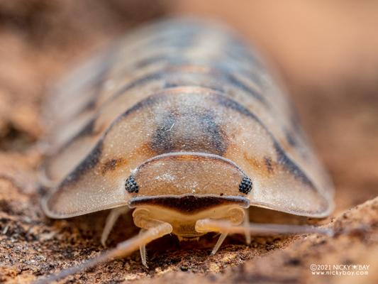 Ianis-Alexandru Bacula, photo 1